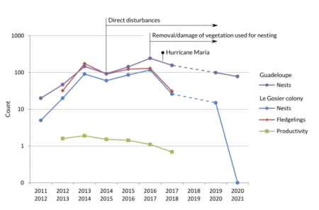 Estimated sizes of the Brown Pelican population in Guadeloupe between 2011 and 2021. Counts of fledgelings, and resulting estimates of productivity, were only carried out until 2018. 