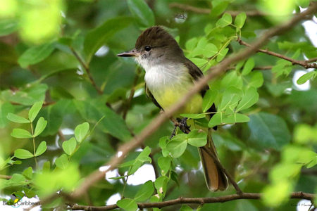 Grenada Flycatcher