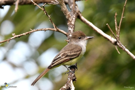 Grenada Flycatcher