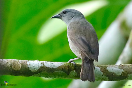 Female Orangequit