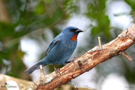 Male Orangequit