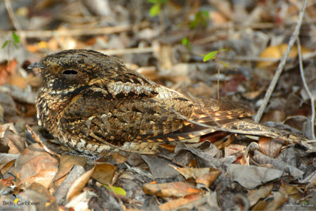 Puerto Rican Nightjar