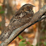 Puerto Rican Nightjar on a tree