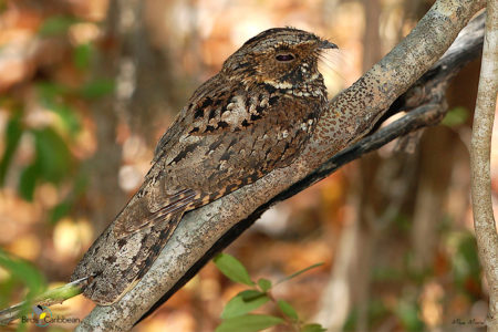 Puerto Rican Nightjar on a tree