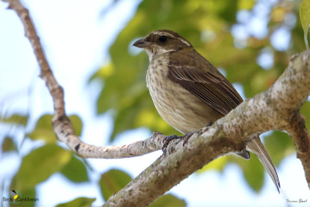 Female Puerto Rican Spindalis