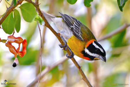 Male Puerto Rican Spindalis