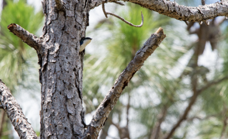 Bahama Swallow peeks out from a tree cavity, The Bahamas.