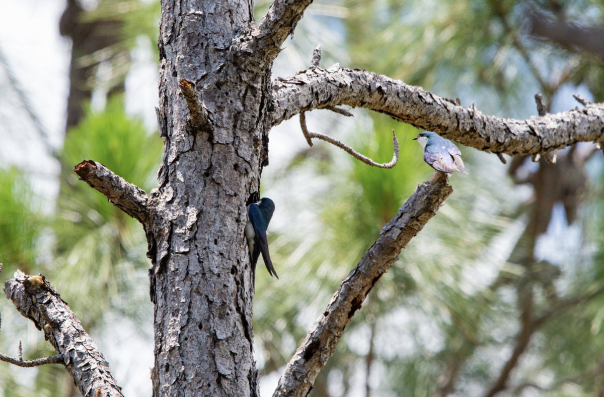 Bahama Swallow looks into a tree cavity, The Bahamas.