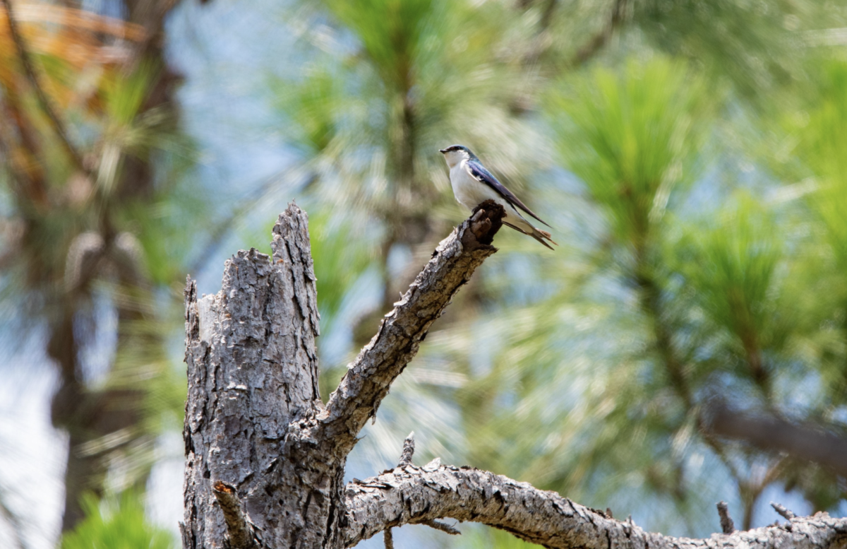 Bahama Swallow perched on a branch, The Bahamas.