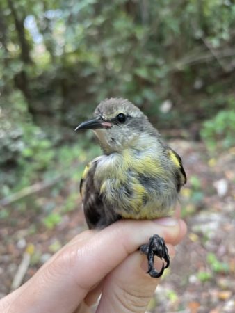 A juvenile Bananaquit is observed before banding.