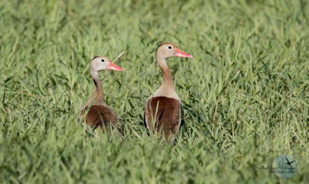 Black-bellied Whistling-Duck, Barbados.