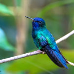 A Blue-headed Hummingbird