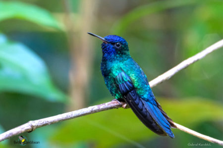 A Blue-headed Hummingbird 