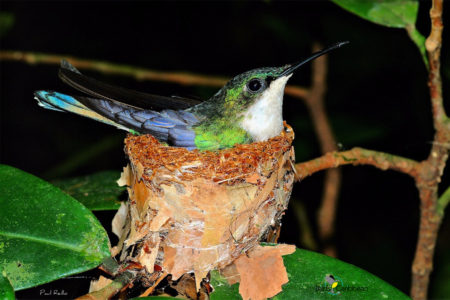 Female Blue-headed Hummingbird on her nest.