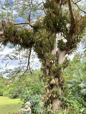 A large tree covered in epiphytes seen at the Botanical Gardens in St. Croix.
