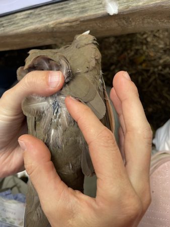 The molt limit on a Caribbean Dove is examined.