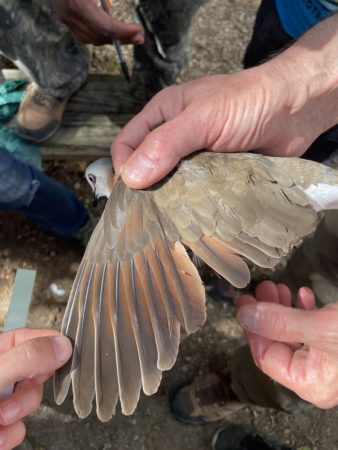 Looking for molt limits on a Caribbean Dove.