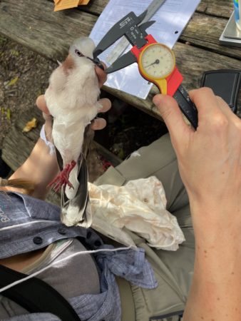 Photo shows the bill length on a Caribbean Dove being measured..