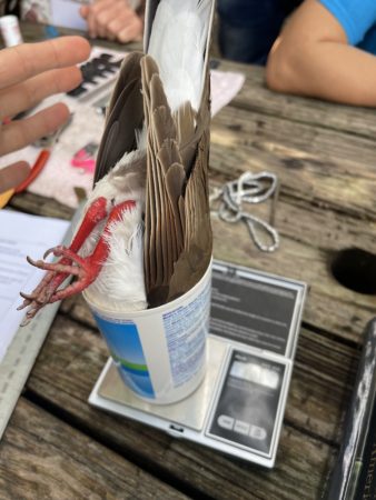 Weighing a Caribbean Dove.