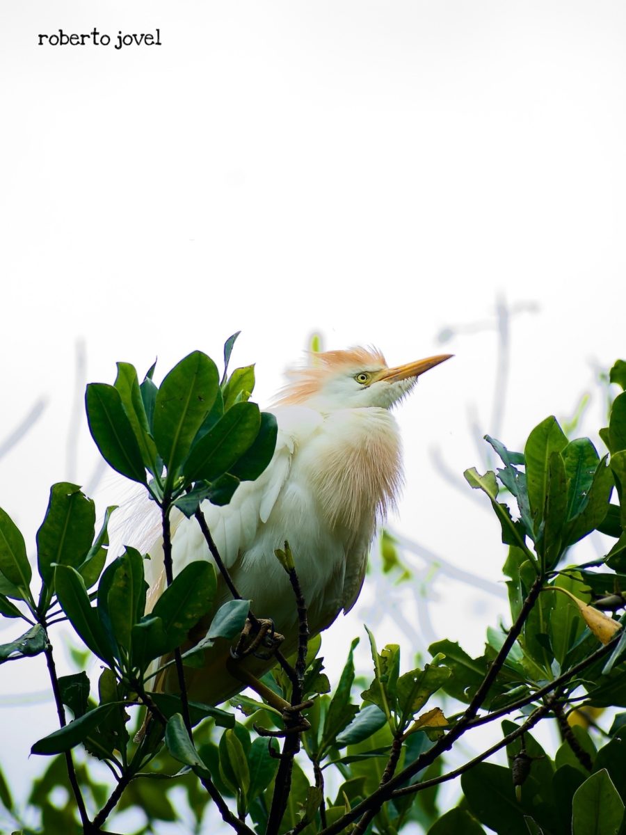 Cattle Egret, Cuba.