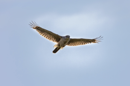 Cooper's Hawk, Florida, USA.