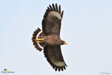 Cuban Black Hawk in flight