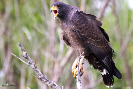 Cuban Black Hawk