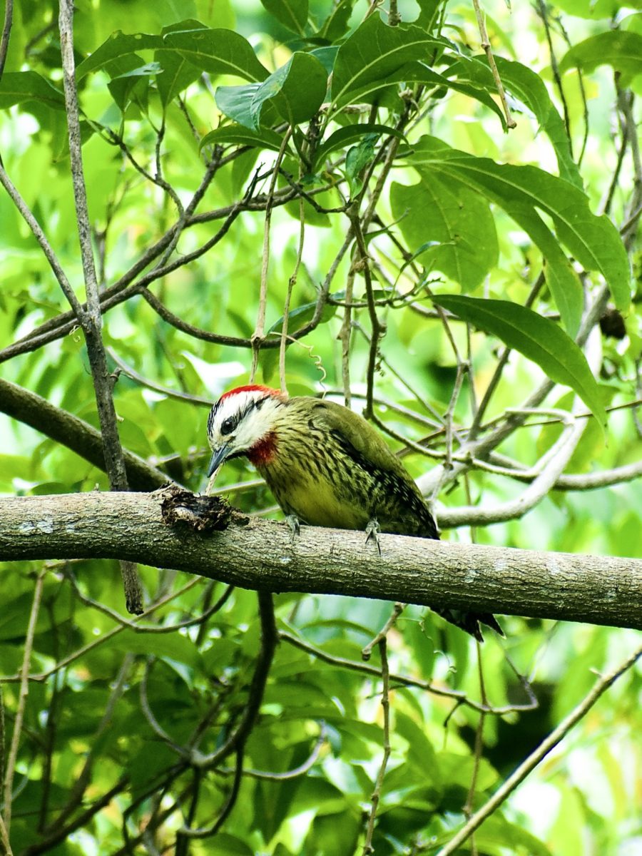 Cuban Green Woodpecker captured on Global Big Day in Cuba.