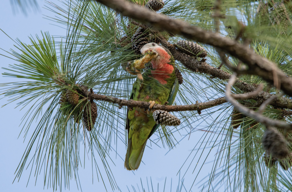 Cuban Parrot, The Bahamas.