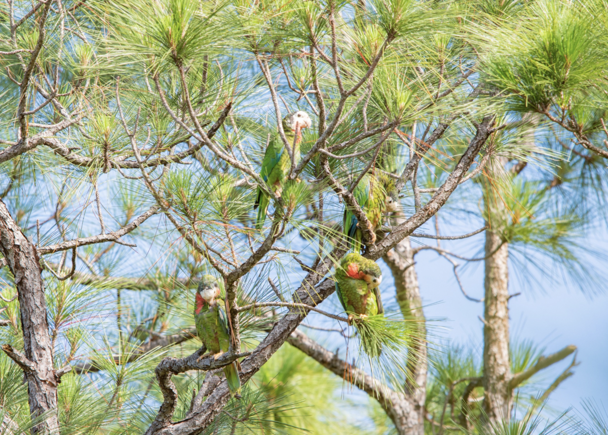 Cuban Parrots sit in a tree, The Bahamas.