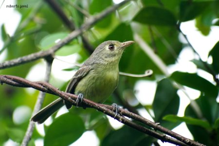 Cuban Vireo seen on Global Big Day in Cuba.