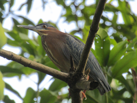 Green Heron perched in a tree on Global Big Day, 2022.