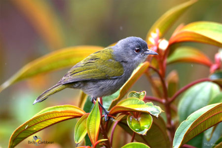 Green-tailed Warbler