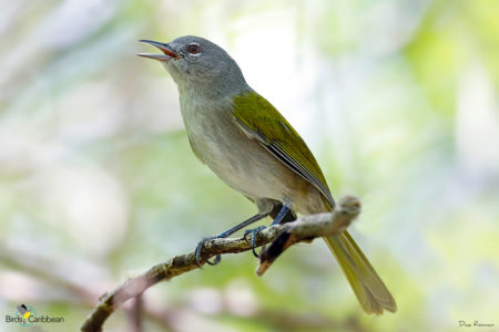 Green-tailed Warbler