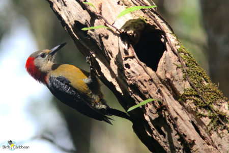 Female Jamaican Woodpecker