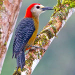 Male Jamaican Woodpecker