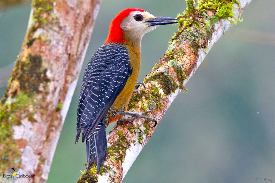 Male Jamaican Woodpecker