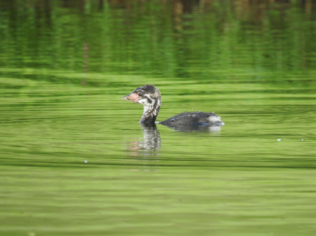 Pied-billed Grebe, Puerto Rico.