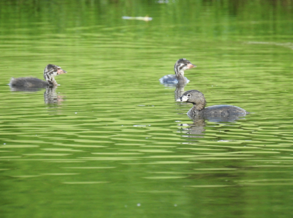 Pied-billed Grebes, Puerto Rico.