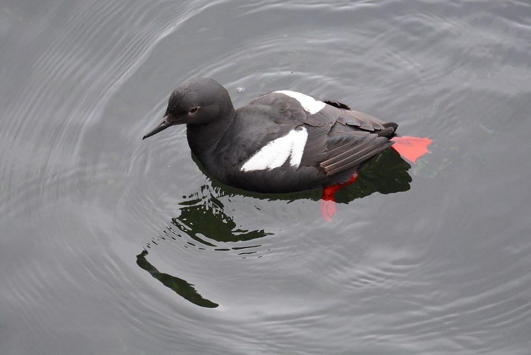 Pigeon Guillemot in water, Washington, USA.