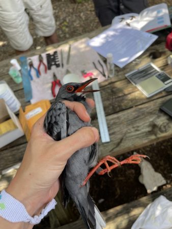 Red-legged Thrush is examined before being banded.