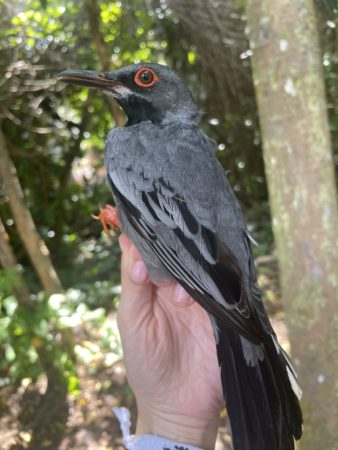 Red-legged Thrush is examined before being banded.