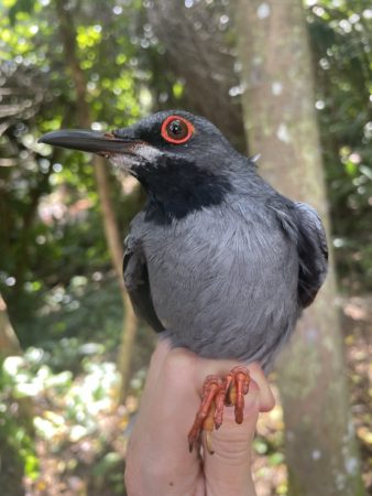 Red-legged Thrush is examined before being banded.