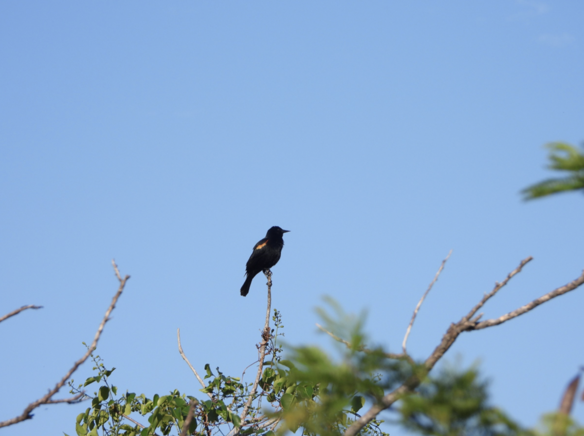 Red-winged Blackbird, Grand Bahama.