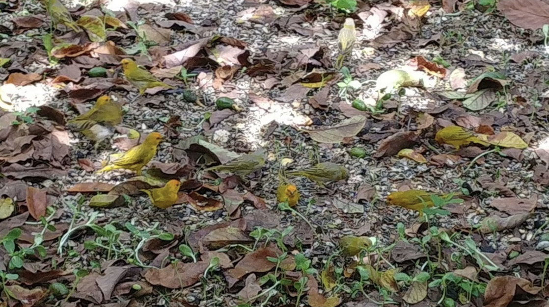 Saffron Finch Flock, Jamaica.
