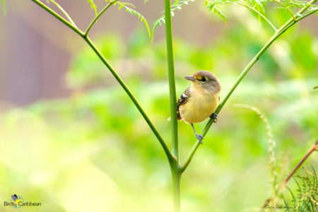 Thick-billed Vireo