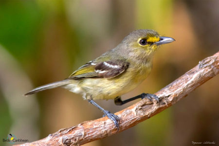 Thick-billed Vireo