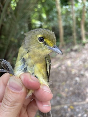 Thick-billed Vireo is observed in the hand.