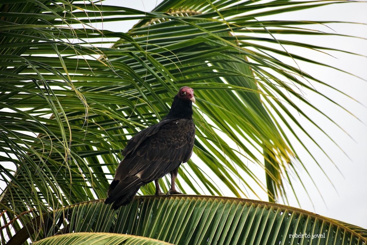 Turkey Vulture sits on a palm branch.