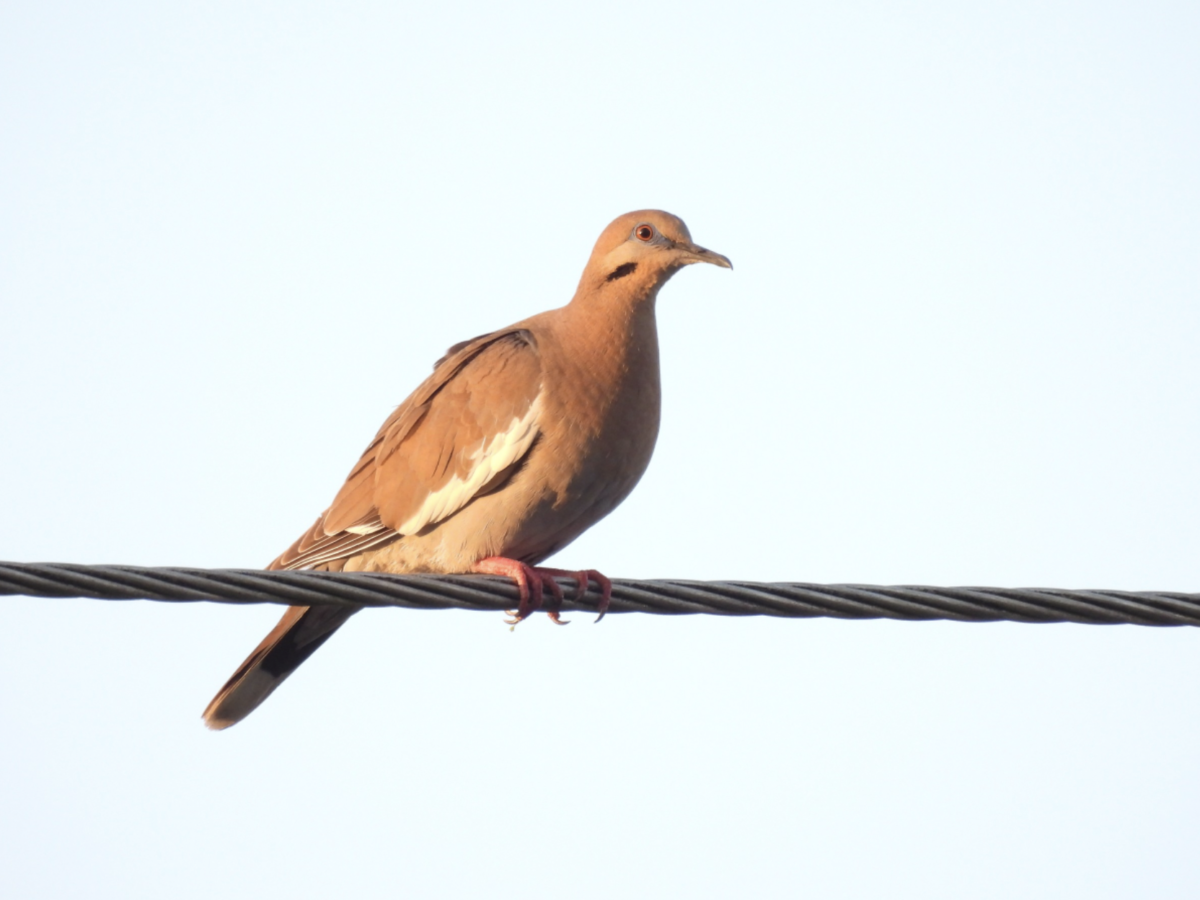 White-winged Dove on a wire, Puerto Rico.